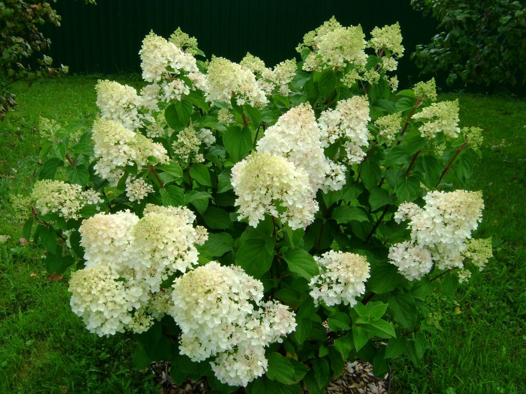 Larawan at paglalarawan ng pilak na dolyar na Hydrangea