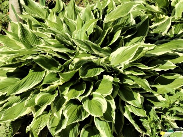 Hosta hosta guacamole