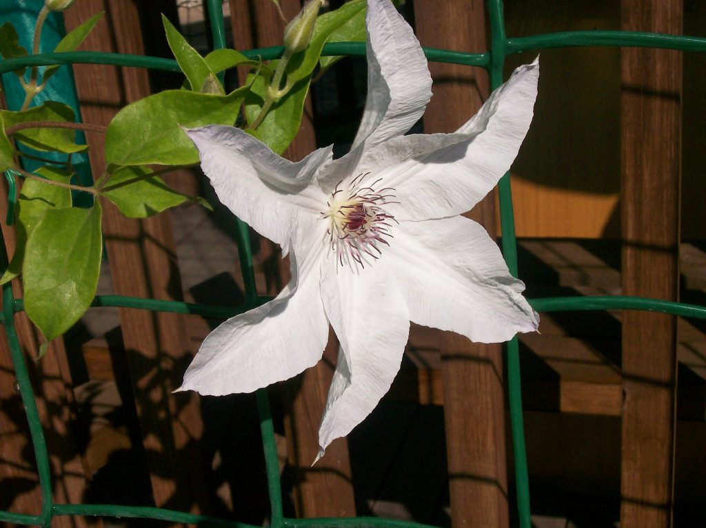 Clematis Beauty Bride fotó