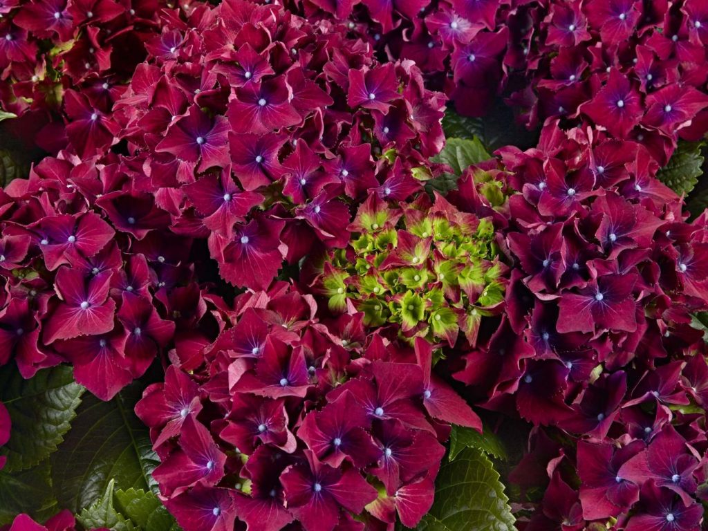 Hortensia rouge