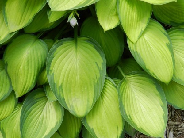 Description de la photo Hosta Guacamole