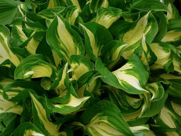 Photo de Hosta guacamole