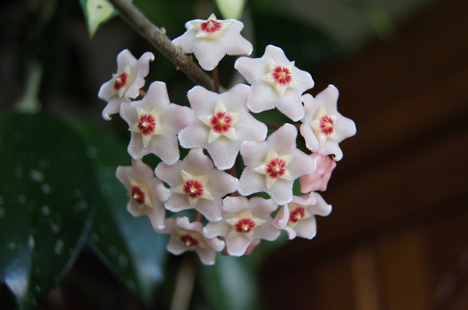 Hoya exotique tricolore