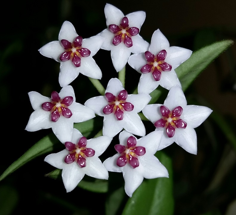 Hoya photo tricolore de la floraison