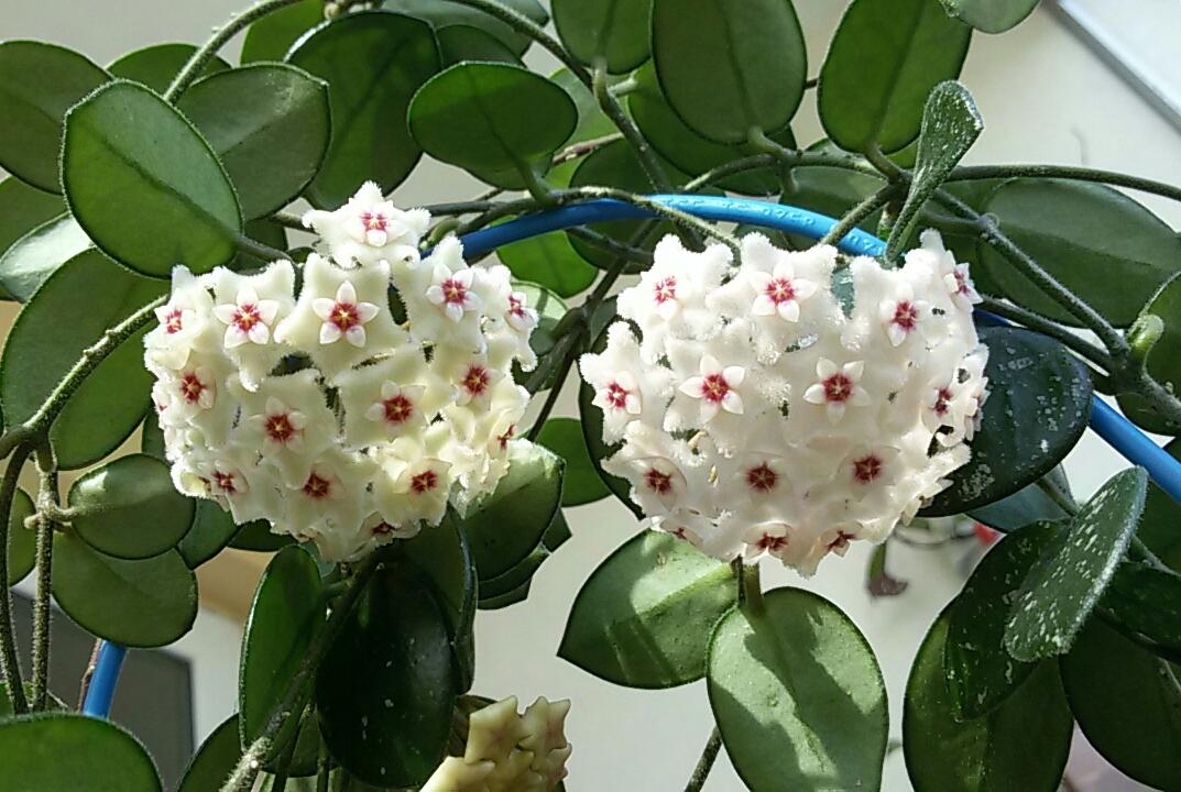 Soins Hoya Matilda