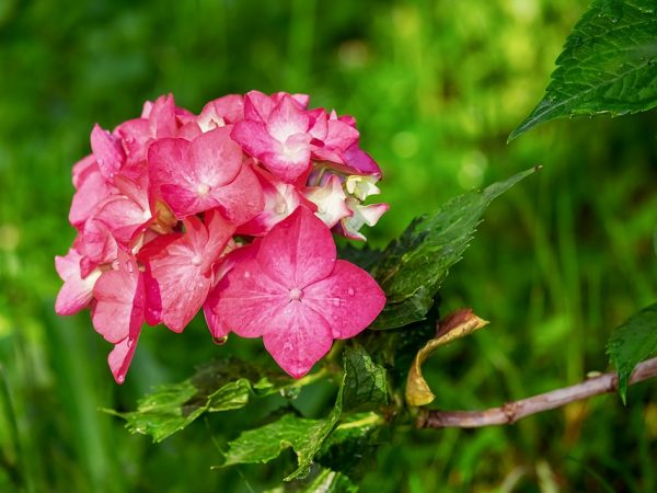 Paano maglipat ng isang hydrangea mula sa isang palayok