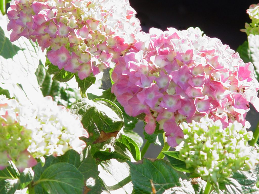 Comment sécher l'hortensia pour l'hiver