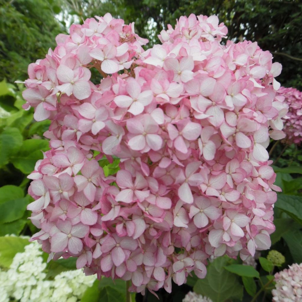 Hortensia arbre rose magique