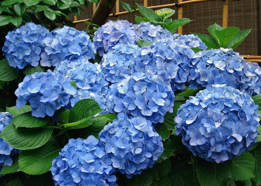 Pourquoi l'hortensia à grandes feuilles ne fleurit pas