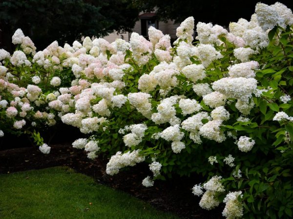 Description de la bombe Hydrangea paniculata: