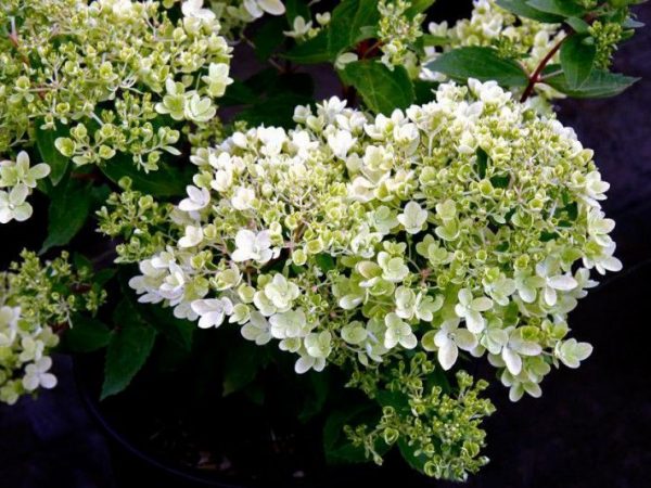 Description et photo de la bombe d'hortensia