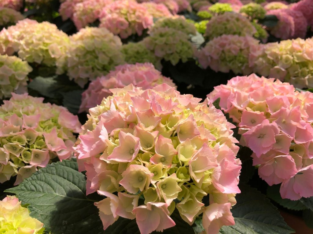 Hortensia à sensation précoce