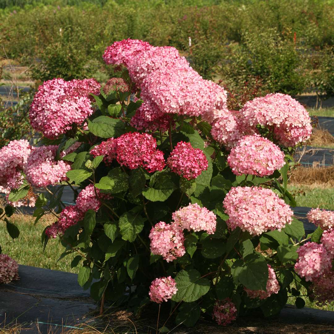 Série d'arbres d'hortensia de luxe rose magique