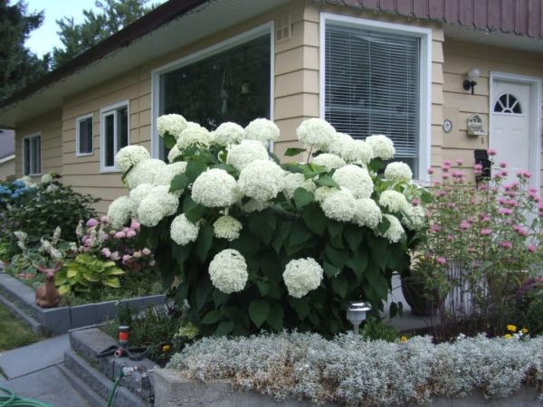 Arbre d'hortensia Annabelle