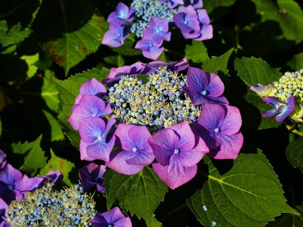 Hydrangea panloob na paglipat pagkatapos ng pagbili