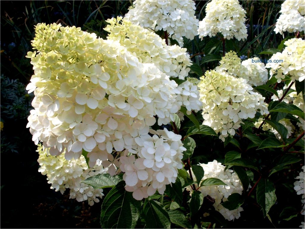 Photo de Dolly Hydrangea paniculata