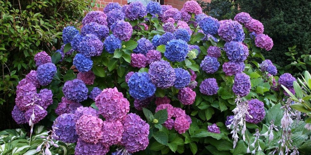 Hydrangea malaking lebadura na palumpon ng rosas na pagtatanim