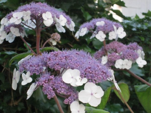 Hydrangea rugueux dureté hivernale