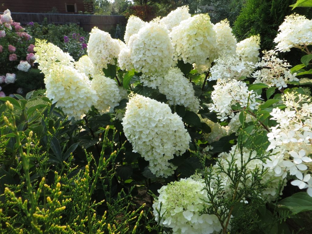 Hydrangea dentel de gorron paniculata