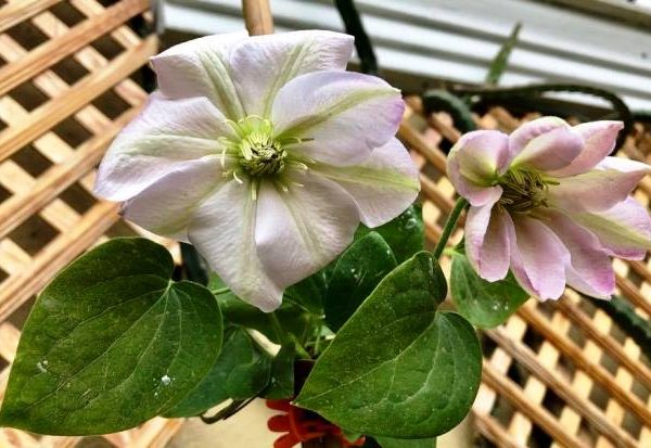 Clematis inosente na pamumula