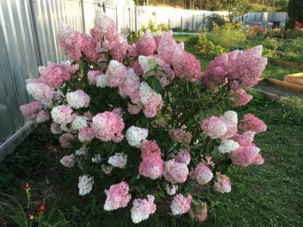 Pink lady hydrangea paniculata