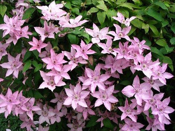 Plantation et entretien Clematis Hegley Hybrid: