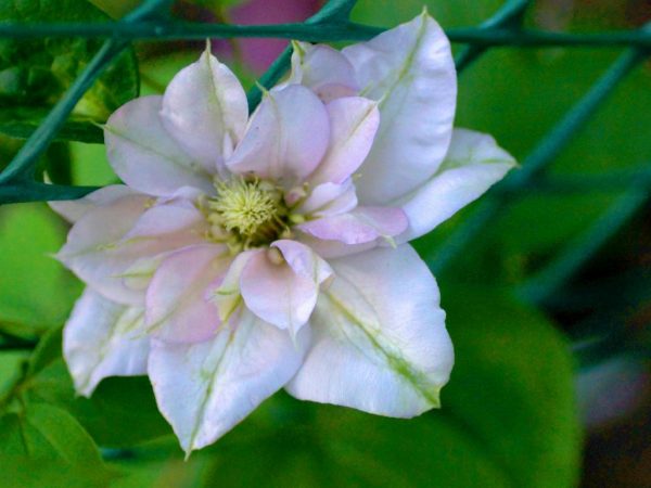 Clematis inosenteng sulyap ng larawan at paglalarawan