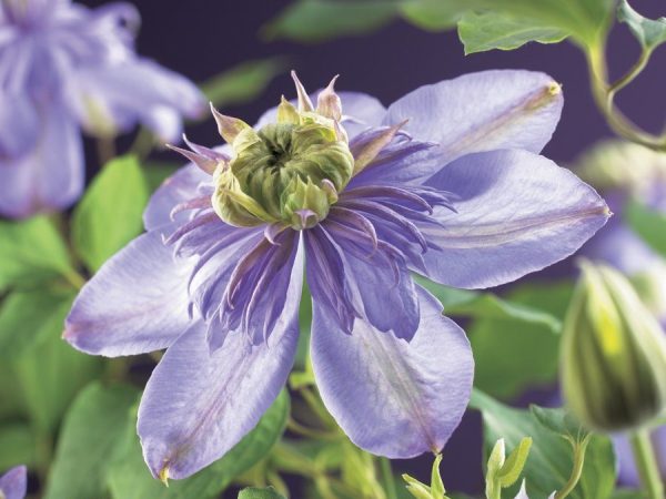 Clématite lumière bleue