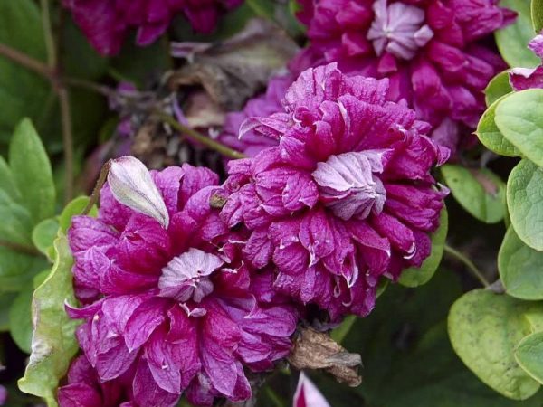 Clematis purpurea captivité élégance