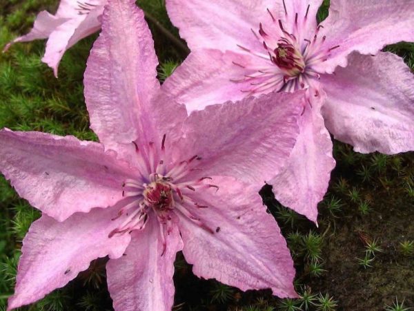 Clematis hegley hibrid