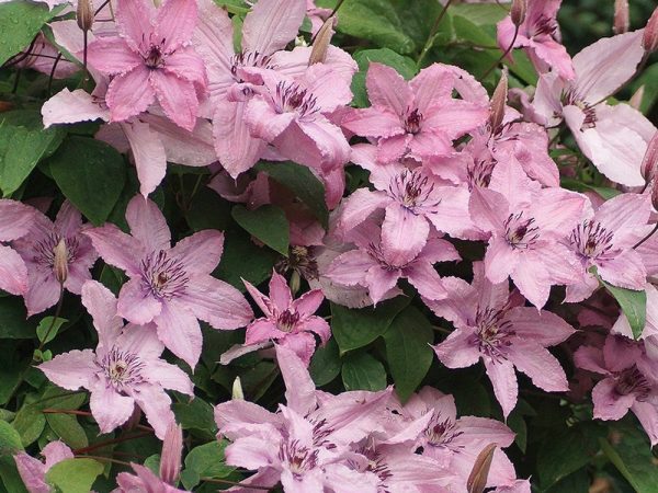 Photo de description de la variété hybride Clematis Hegley