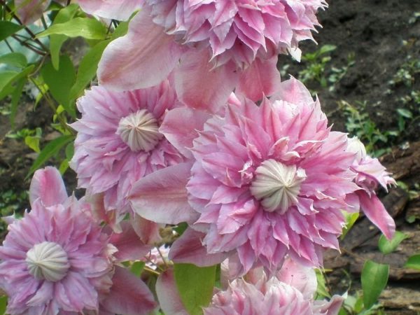 Clematis inosente na pamumula