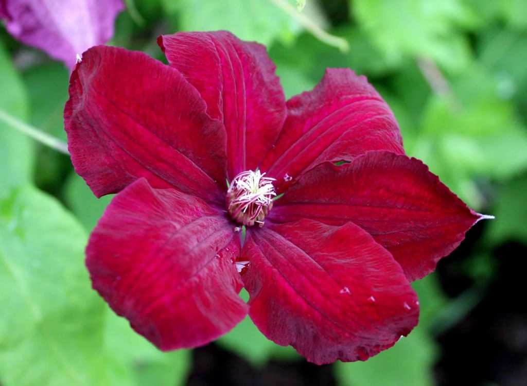 Description de Clematis rouge cardinal