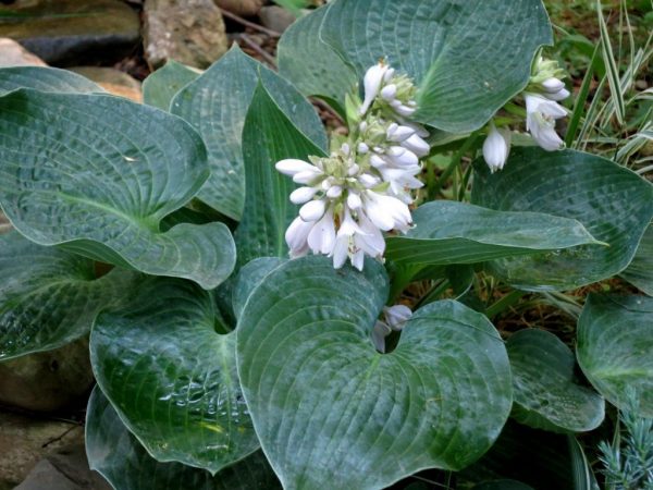 Ange Hosta