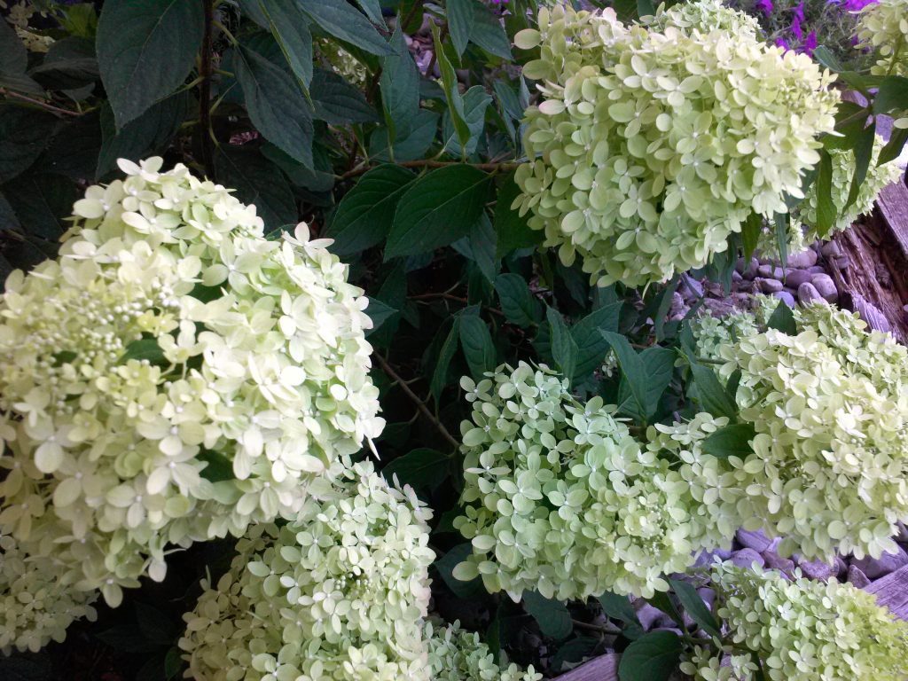 Photo et description de la sélection d'hortensias