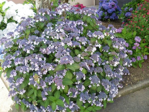 Hydrangea sargent résistance à l'hiver