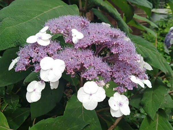 Hortensia rugueux sargent