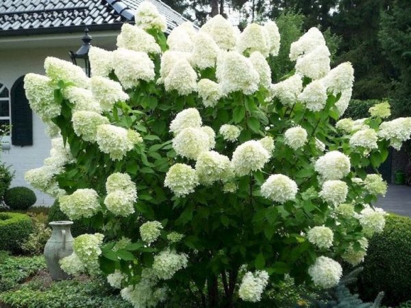 Panicle hydrangea jegesmedve gondozása