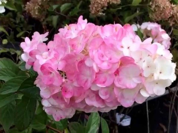 Hydrangea pink lady