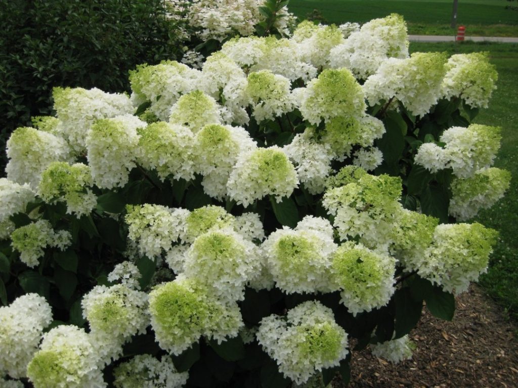 Paglalarawan ng Hydrangea pilak dolyar at larawan