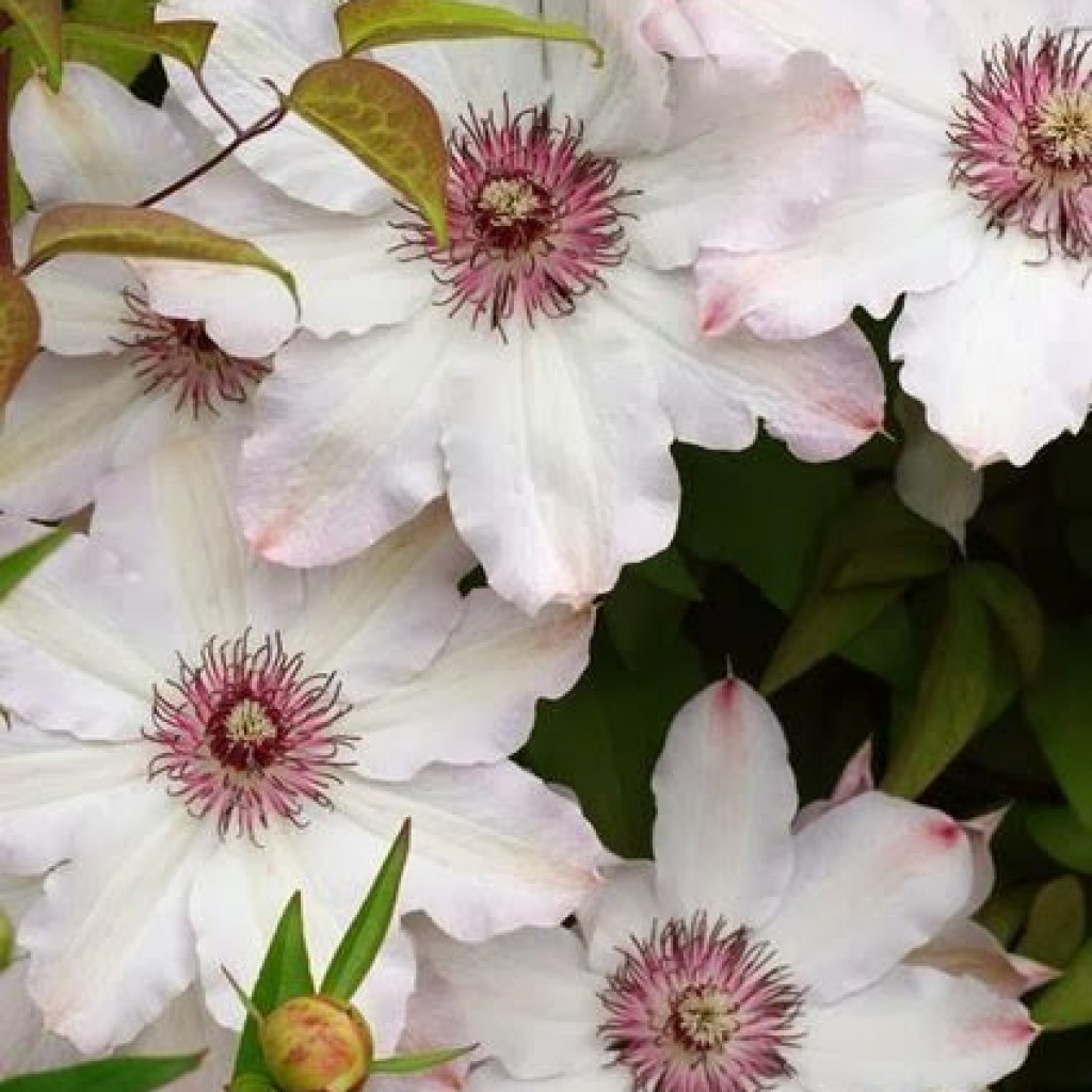 Clematis hybride reine des neiges