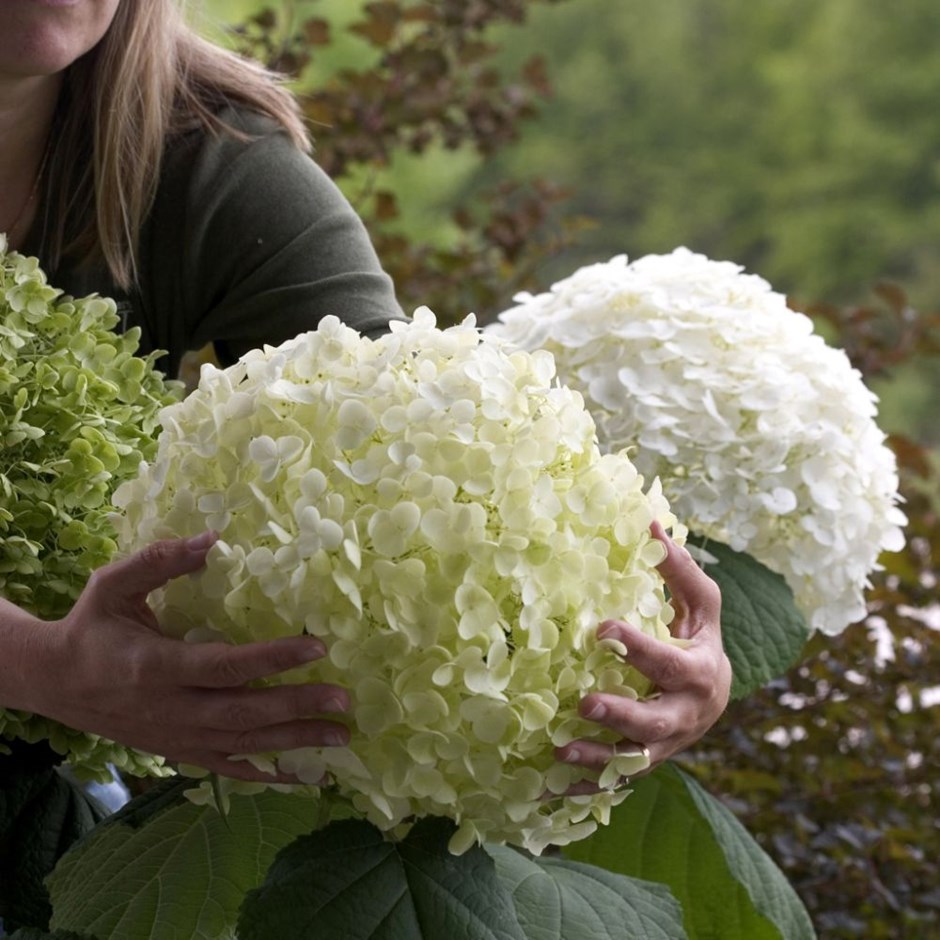 Hortensia incroyable blanche