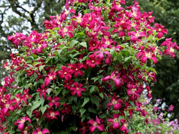 Clematis Madame Julia Correvon Leírás