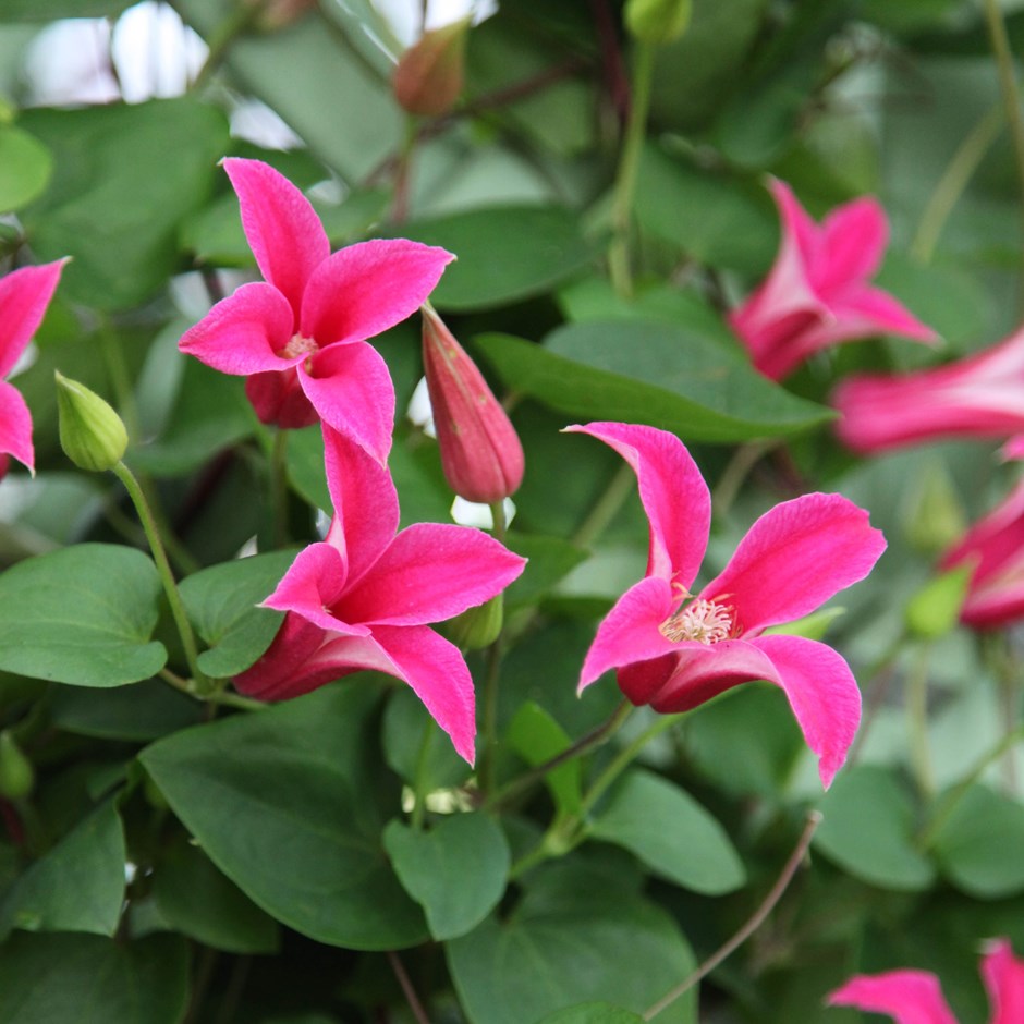 Clematis Texas princesse Diana