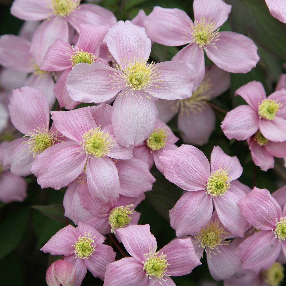 Clematis bundok rubens larawan