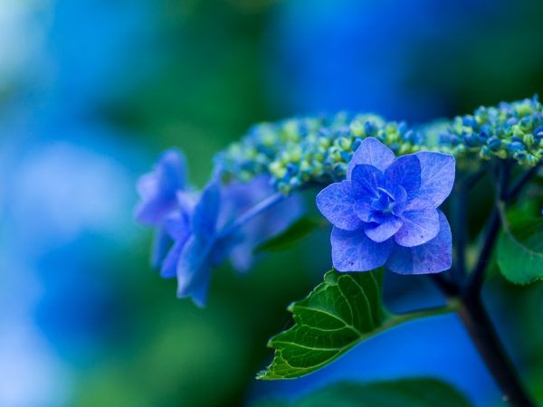 Paano maayos na itanim ang isang hydrangea sa isang palayok