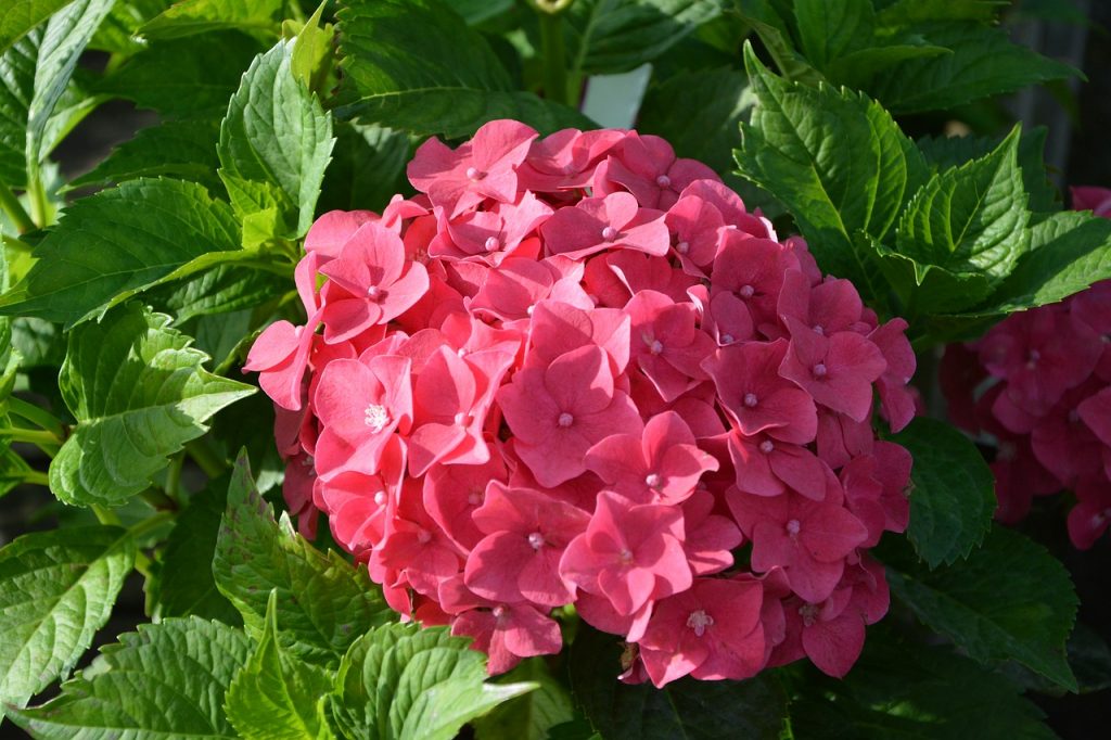 Variétés d'hortensias rouges