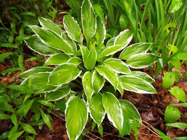 Hosta Guacamole