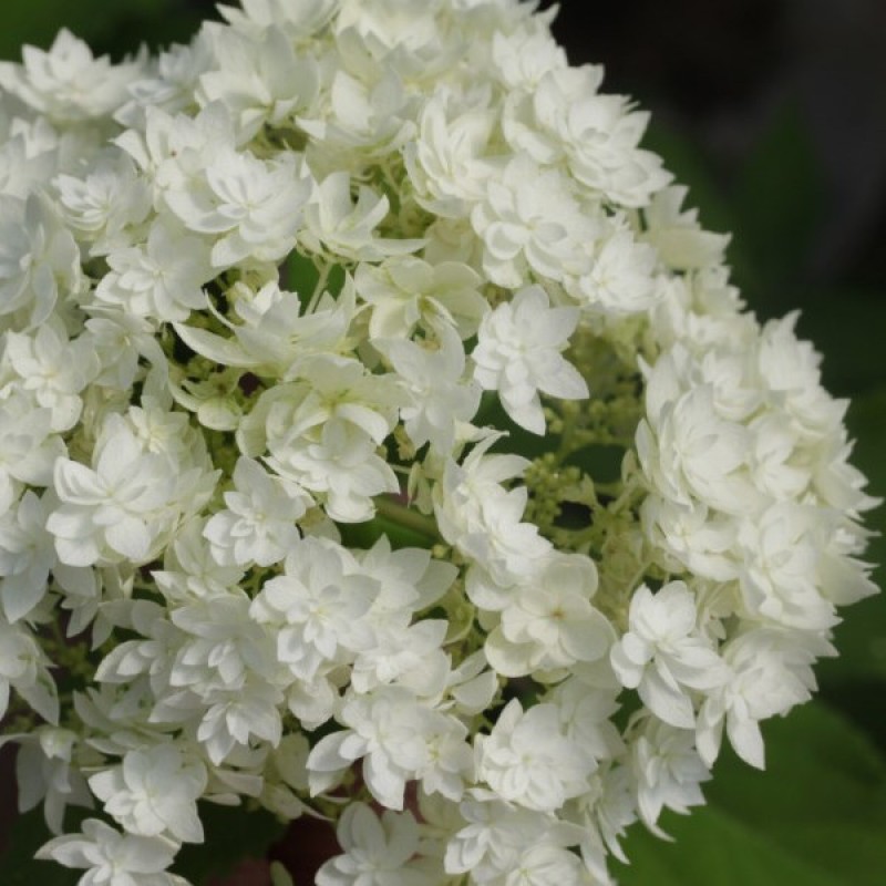 Hayes starburst hydrangea