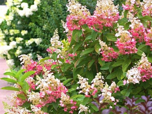 Hortenzia paniculata rózsaszín hölgy